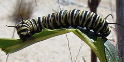 A monarch caterpillar munches on the leaf of a swamp milkweed plant; one of the native milkweed species that can sustain it (Photo by NCC)