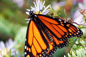 Monarch butterfly on aster (Photo by June Swift)