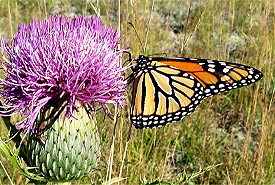A monarch butterfly perches on the endangered Hill's Thistle at Gore Bay Savanna (Photo by NCC)
