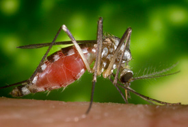 Mosquito (Photo from The Weather Network)