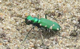 Northern barrens tiger beetle (Photo by Dan MacNeal, CC BY 4.0)