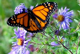 Monarch perches on New England aster, Pelee Island, Ontario (Photo by NCC) 