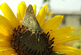 Plains banded skipper feeding on nectar from a native sunflower (Photo by Sarah Ludlow/NCC staff)