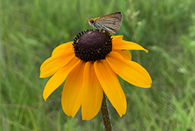 Hespérie de Poweshiek sur rudbeckie hérissée (Photo de Melissa Grantham/CNC)