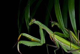 Praying mantises mating (Photo by Oliver Koemmerling) 