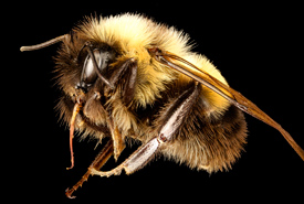 Rusty-patched bumble bee (Photo by USGS Bee Inventory and Monitoring Lab/Wikimedia Commons)