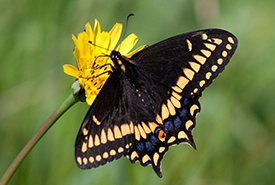 Papillon courte-queue (Photo de Suzanne Labbé, CC-BY-NC)
