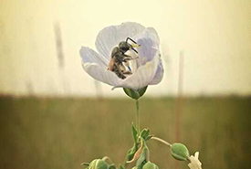 Sweat bee on Flax (Photo by Marika Olynyk/NCC staff)
