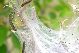 Tent caterpillars (Photo from Nature North) 