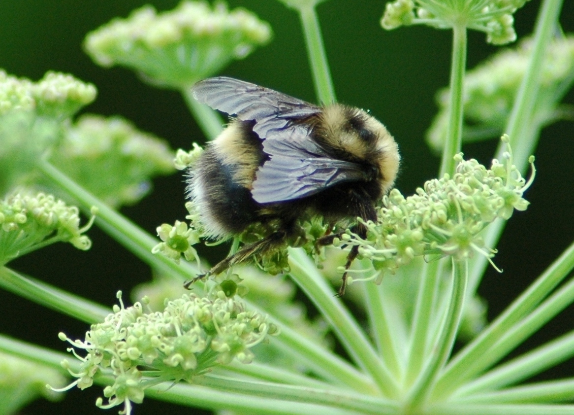 Western bumble bee (Photo by sydcannings, CC BY-NC 4.0)