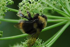 Western bumble bee (Photo by sydcannings, CC BY-NC 4.0)