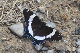 White admiral, Carden Alvar, ON (Photo by NCC)