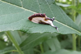 Wood nymph moth (Photo by NCC)