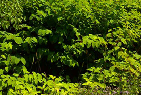 Japanese knotweed (Photo by NCC)