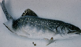 Deformed bull trout with whirling fish disease (Photo by USFWS, Wikimedia Commons)