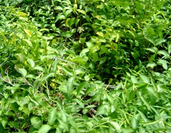 Invasive garlic mustard can take over forests, harming native understory species (Photo by NCC)