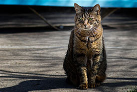 Domestic tabby cat (Photo by Emmanuel Huybrechts, Wikimedia Commons)