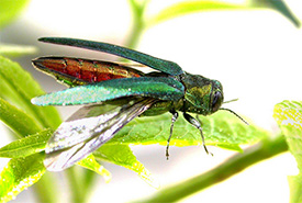 Emerald ash borer adult (Photo by by U.S. Department of Agriculture)