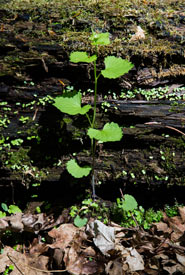 Garlic mustard, Happy Valley Forest, ON (Photo by Miguel Hortiguela)