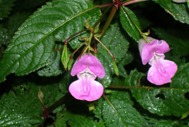 Himalayan balsam (Photo by Keith Williamson)