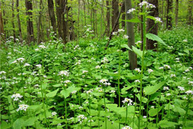 Alliaire officinale, espèce envahissante, forêt Clear Creek, Ontario (photo de CNC)