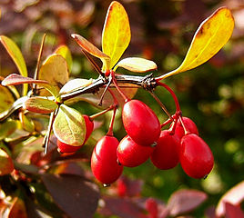 Japanese barberry (Photo by Wildfeuer, Wikimedia Commons)