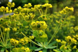 Leafy spurge (Photo by Ed L/pawpaw67)