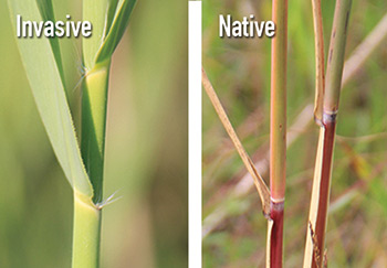 Gauche : tige de roseau commun envahissant. Droite : tige de roseau commun indigène (Photo de Great Lakes Phragmites Collaborative)