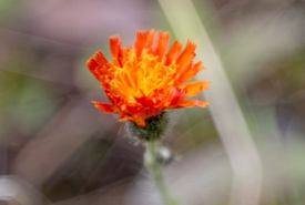 Orange hawkweed (Photo by Kyle Meller/ NCC)