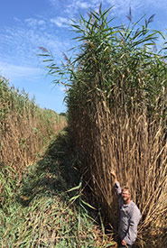 Phragmites, ON (Photo by Giles Restoration Services Inc.)