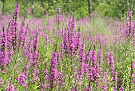 Purple loosestrife (Photo by Liz West, Wikimedia Commons)