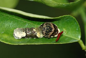 Giant swallowtail larva everting its osmeterium (Photo by Ianaré Sévi, Wikimedia Commons)