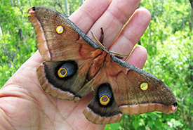 Polyphemus moth (Photo by Greg Pohl)