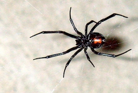 A female black widow spider (Photo from the Wikipedia Commons)