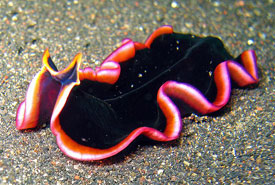 Marine flatworm (Photo by Jens Petersen/Wikimedia Commons) 