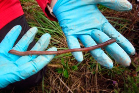 Ontario’s largest exotic earthworm, <i>Lumbricus terrestris</i>. (Photo by Heather Cray)