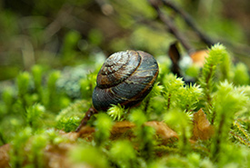 Monadenia fidelis (Pacific sideband snail), Reginald Hill. C.-B. (Photo de Fernando Lessa)