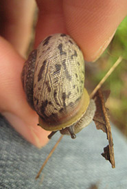 White-lip globe snail (photo by NCC)