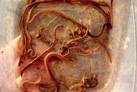 Worm community found in a 20 cm x 20 cm area of soil. (Photo by Heather Cray)
