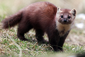 The provincially threatened Newfoundland pine marten (Photo by Mike Dembeck)
