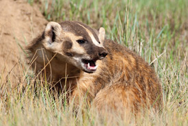 American badger near its burrow (Photo by Gerald A. DeBoer/Shutterstock)
