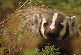 American badger (Photo by Max Allen/Shutterstock) 