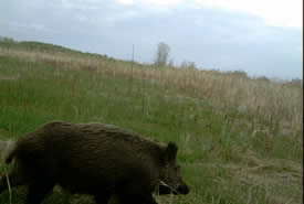 Sanglier sauvage, SK (photo de Ryan Brook)