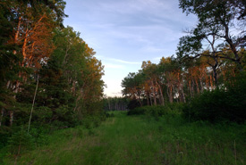 Bat trapping site at Nebo, SK (Photo by Sarah Ludlow/NCC)
