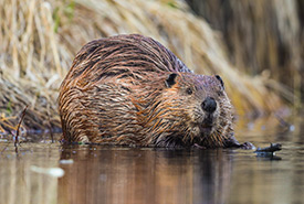 Beaver (Photo by Brent Calver)