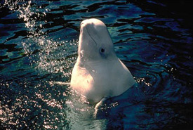Beluga whale (Photo by the National Oceanic and Atmospheric Administration)