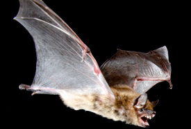 Big brown bat (Photo by Brock Fenton)