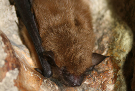 Big brown bat (Photo by USFWS/Wikimedia Commons)