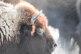 Plains bison (Photo by Kim Bennett)