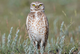 Burrowing owl on prairie grasslands (Photo by Jason Bantle)